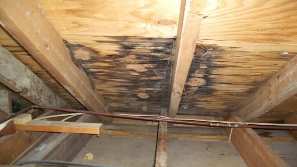 Interior attic view displaying water stains and rot on wooden rafters